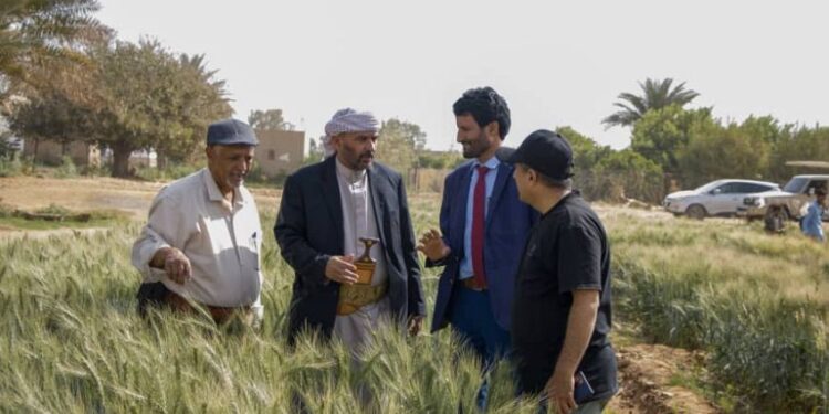 اشهار رابطة صناع الرأي  تدشين يوم حقلي بمأرب لنشر بذور القمح المحسنة محليا