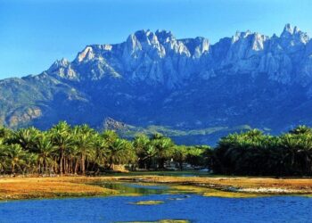 الاستعدادات للاحتفاء بيوم اللغة السقطرية في  سقطرى