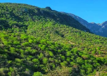 شرطة شحن تضبط متهماً بالنصب عبر حوالات وهمية