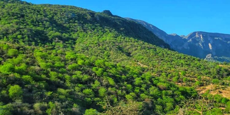 شرطة شحن تضبط متهماً بالنصب عبر حوالات وهمية