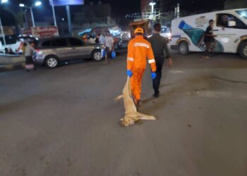 تدشين حملة ميدانية لمكافحة الكلاب المسعورة بمدينة تعز