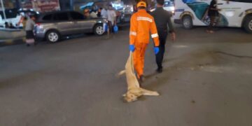 تدشين حملة ميدانية لمكافحة الكلاب المسعورة بمدينة تعز
