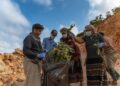 جمعية سقطرى للحياة الفطرية تنفذ حملة لإزالة نبات الداتورا الغازي في وادي درهر