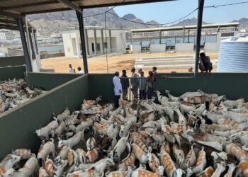 وكيل وزارة الزراعة يدشن العمل بمركز العزل البيطري «دكة الكباش» بعدن